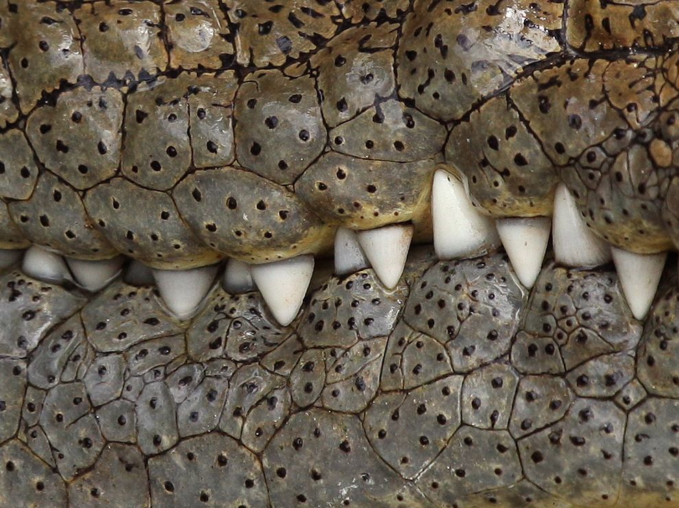 Krokodil-fogak, Serengeti (National Geographic)