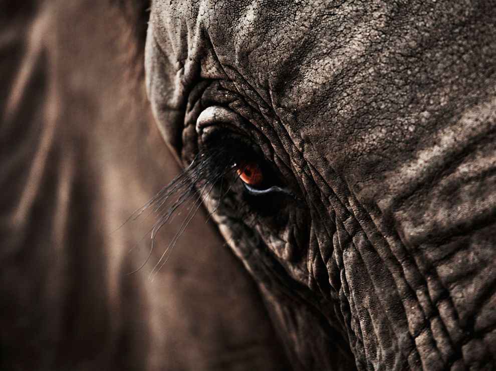 Elefánt, Dél-Afrika (National Geographic)