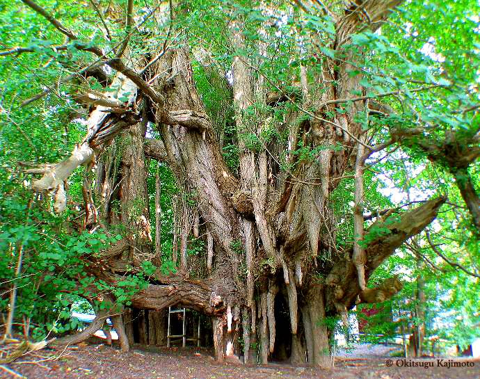 1000 éves ginkgo fa Japánban